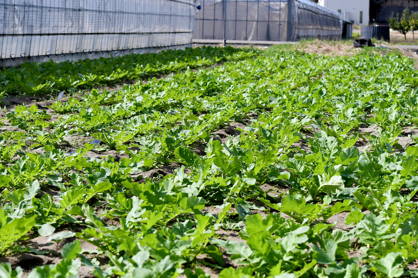 百笑旬野菜5〜8点セット