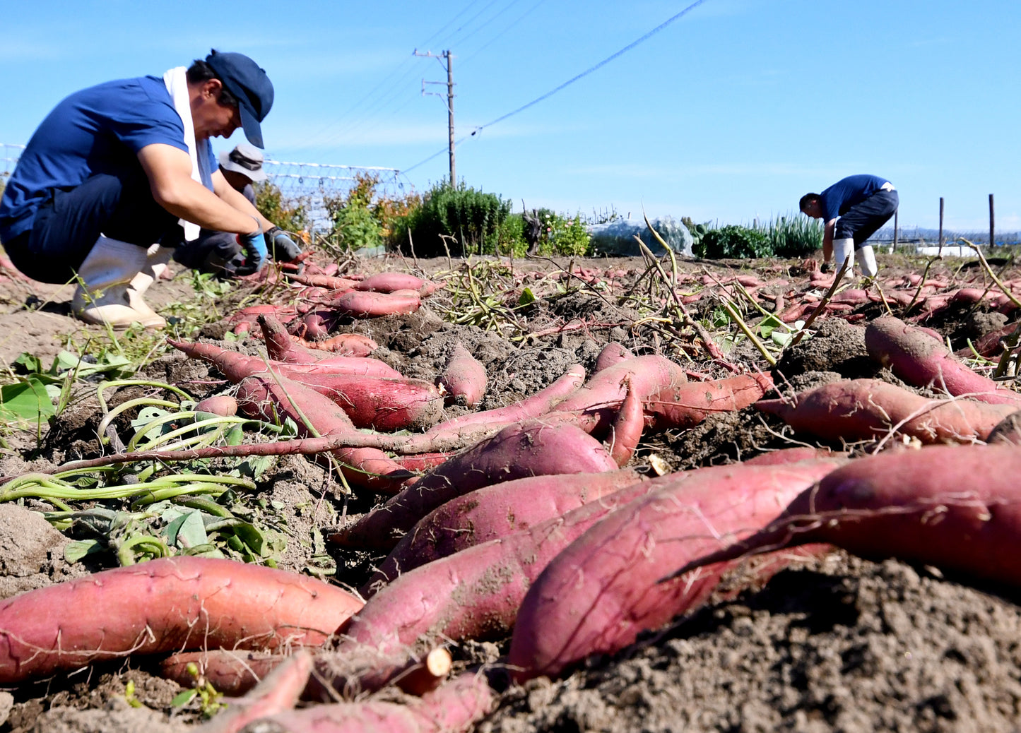 百笑旬野菜5〜8点セット