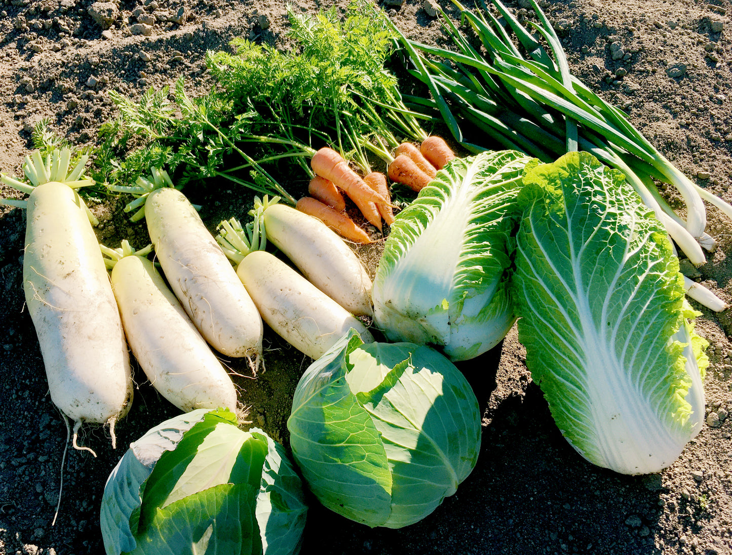 百笑旬野菜5〜8点セット