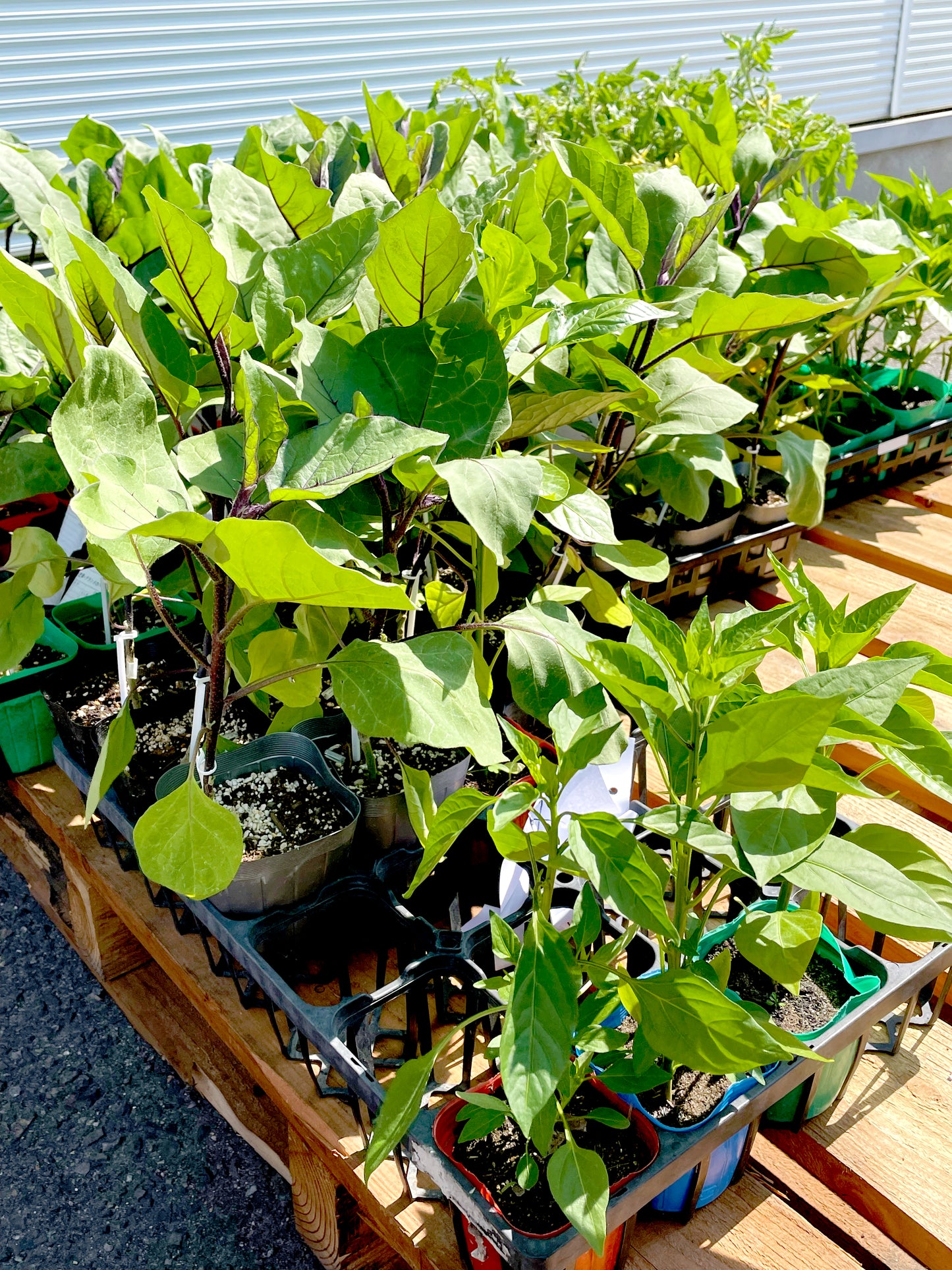 百笑旬野菜5〜8点セット
