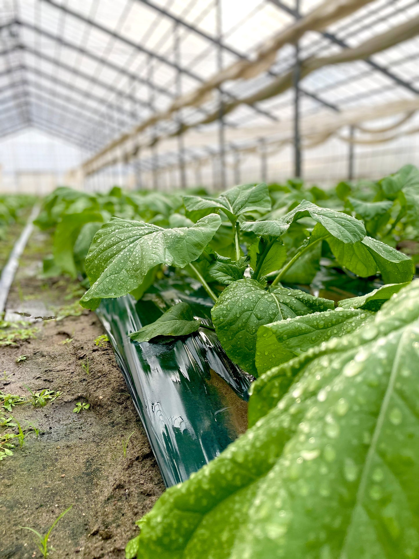 百笑旬野菜5〜8点セット